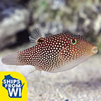 Central American Sharpnose Puffer